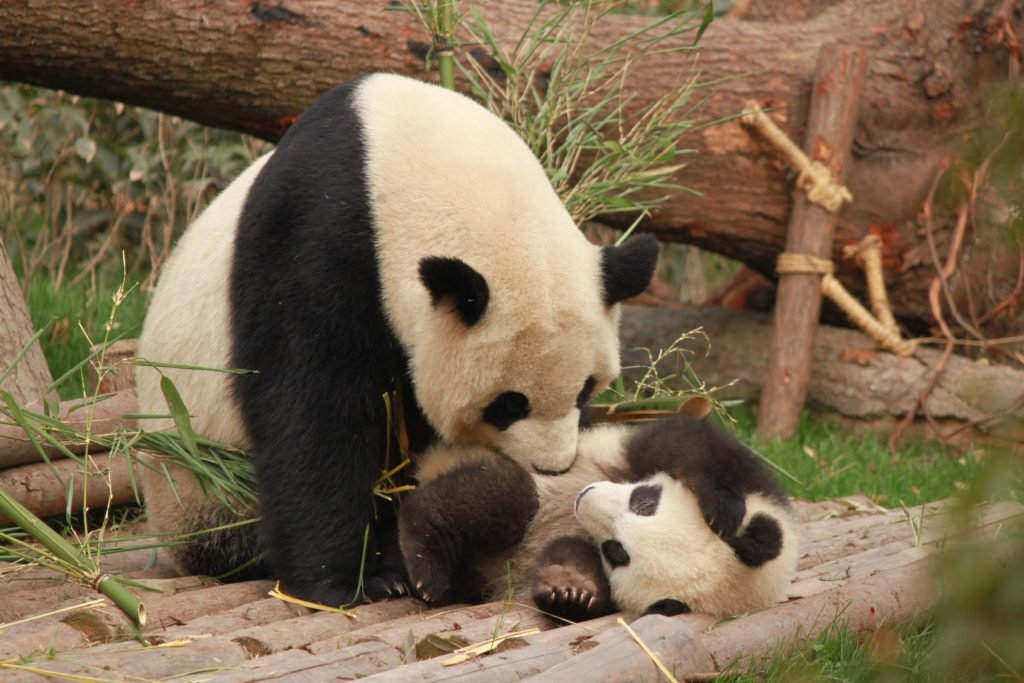 cropped-adorable-animal-animal-photography-1661535-scaled-1-1024x683-1